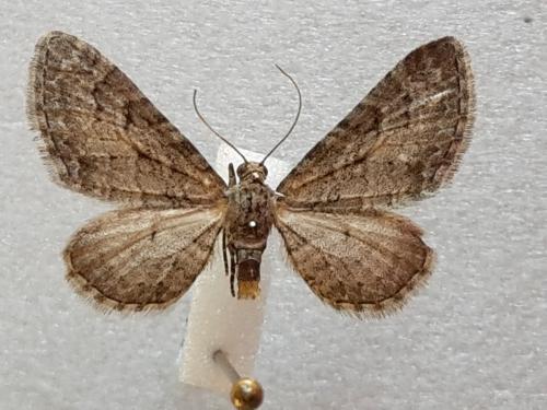 Réf. 274 585 : Eupithecia cooptata
